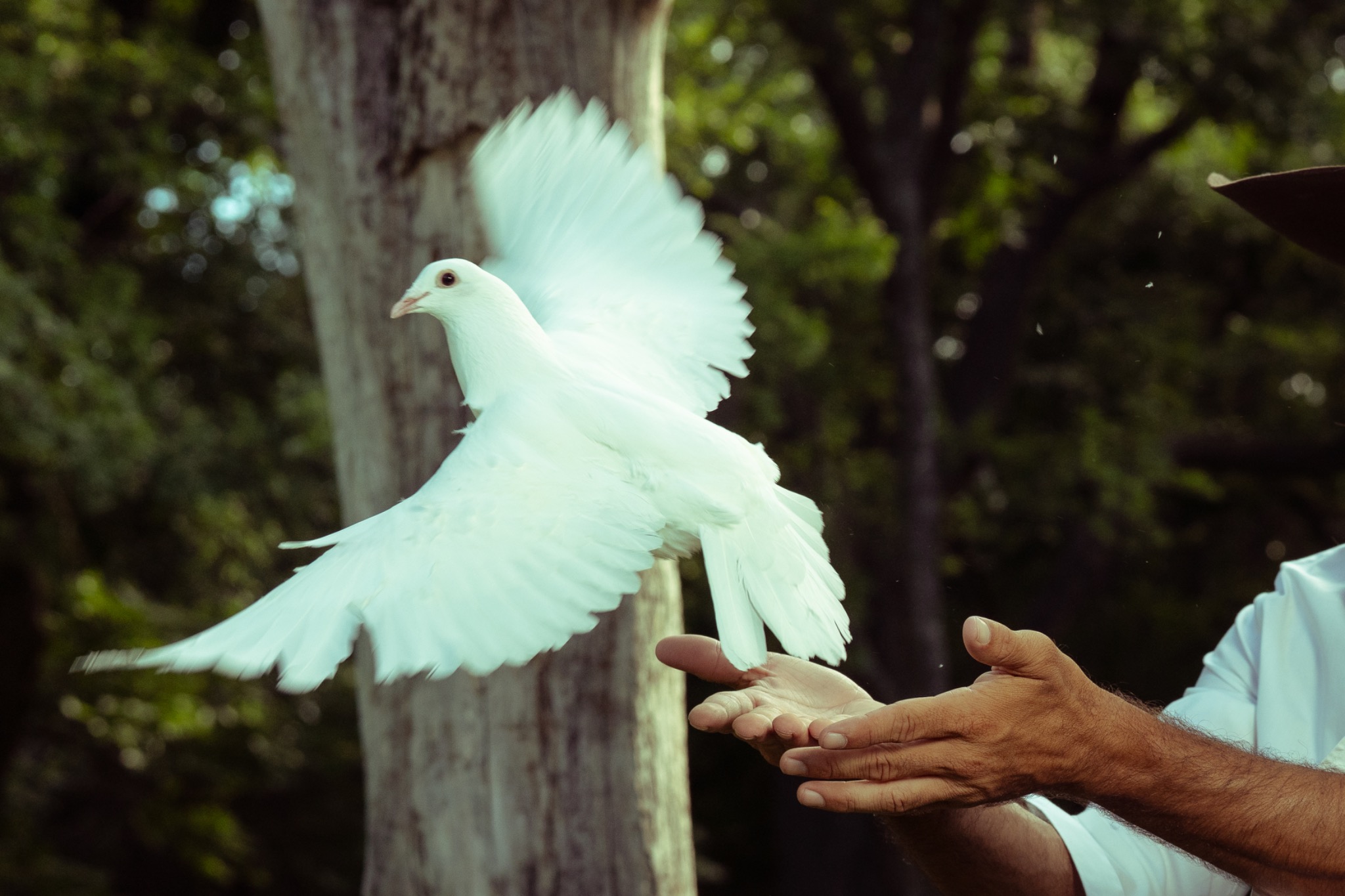 Custom white dove release