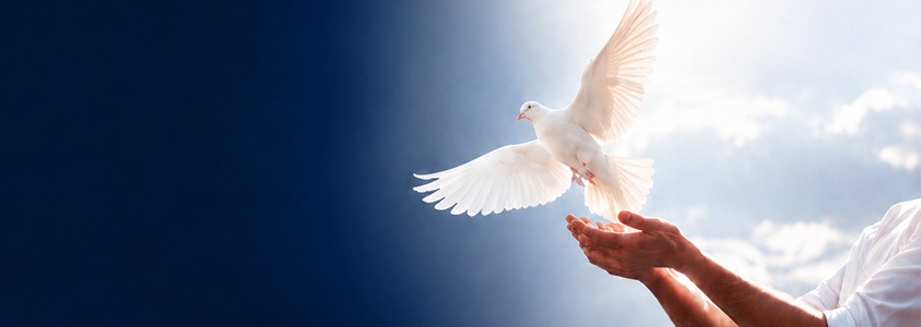 A white dove taking flight during a release